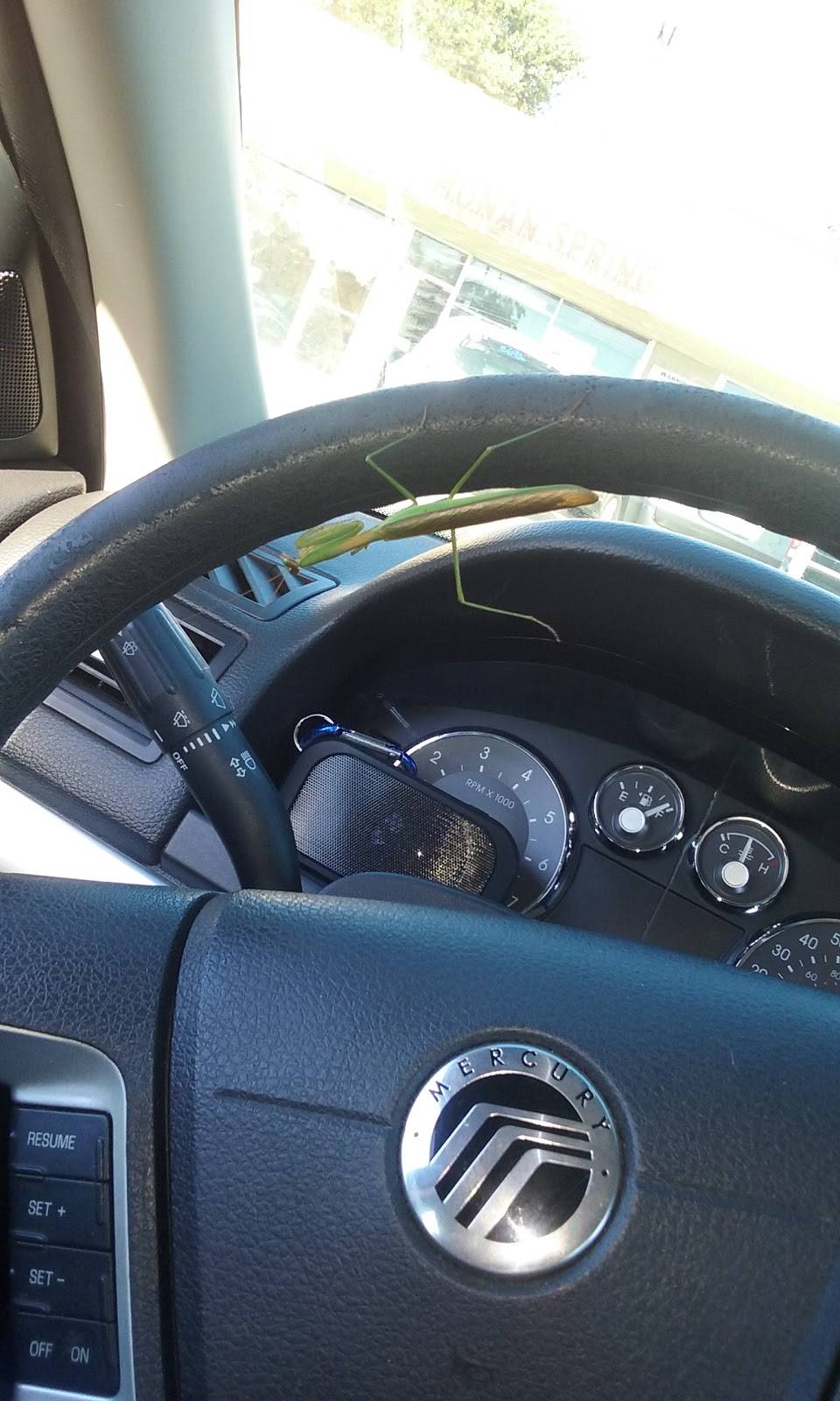 Hunan Spring Restaurant | restaurant | 5279 N Elston Ave, Chicago, IL 60630, USA | 7732028889 OR +1 773-202-8889