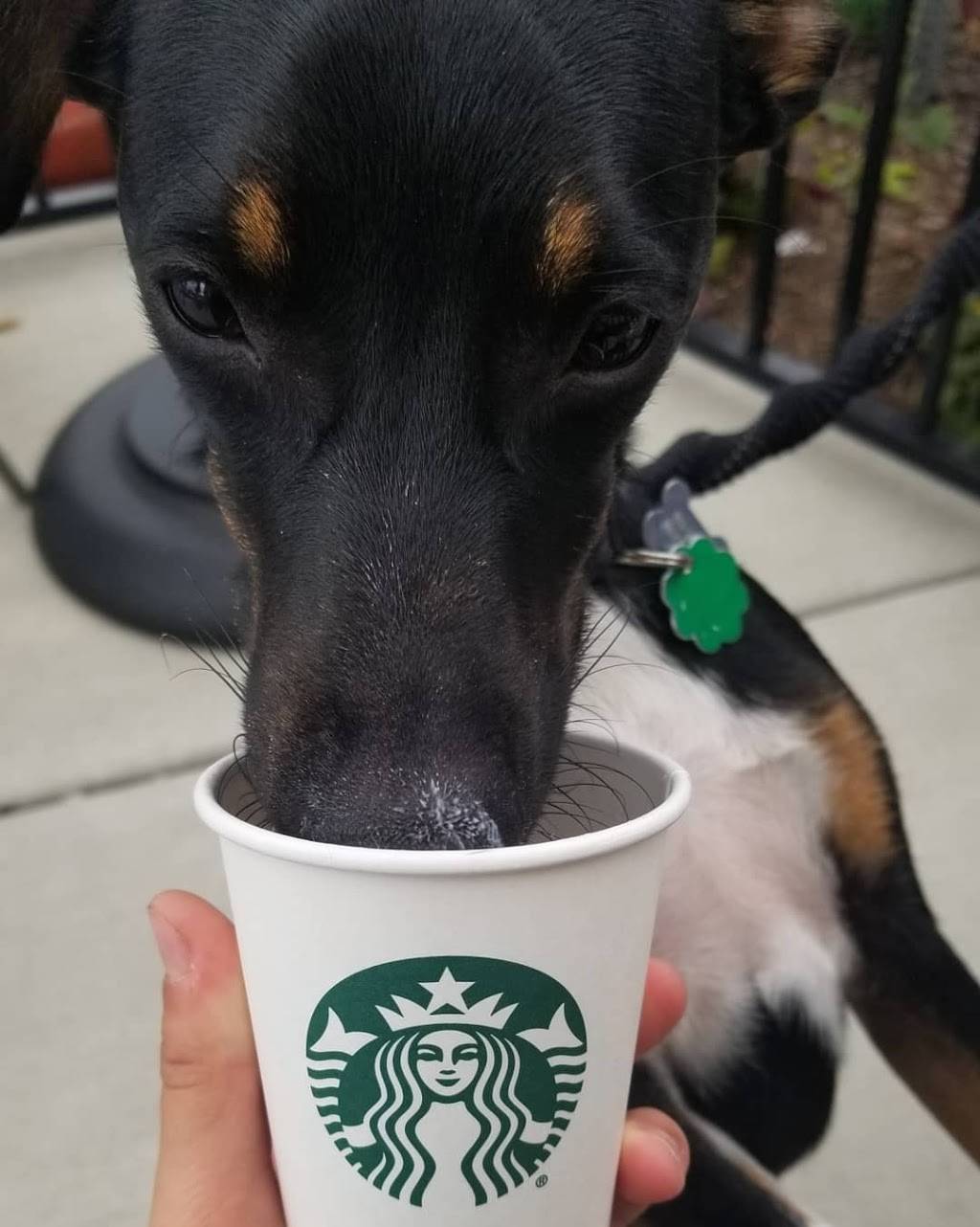 Starbucks | cafe | 8359 W Grand Ave., River Grove, IL 60171, USA | 7084527989 OR +1 708-452-7989