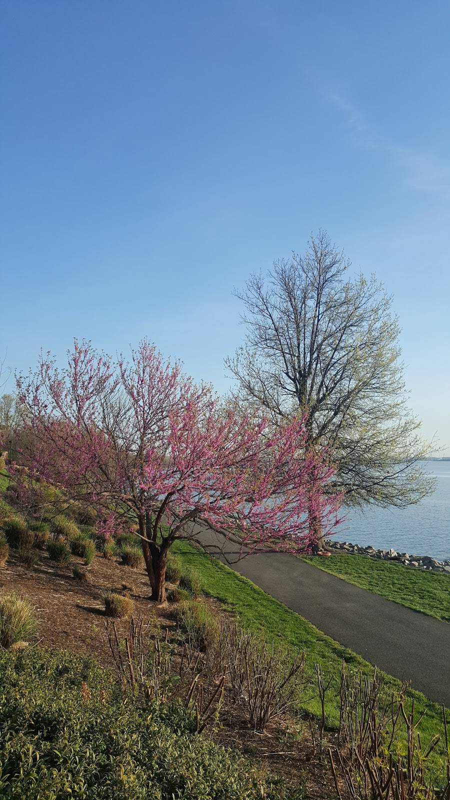 Woodstock Cafe | cafe | 99 Canal Center Plaza # G1, Alexandria, VA 22314, USA | 7035488999 OR +1 703-548-8999