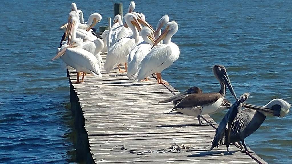 Judah & Son | restaurant | 13390 N Indian River Dr, Sebastian, FL 32958, USA | 7725895315 OR +1 772-589-5315