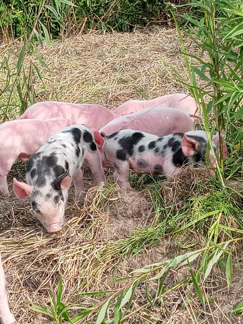 Driftwood trading post | restaurant | 2380 IN-135, Vallonia, IN 47281, USA | 8125287509 OR +1 812-528-7509