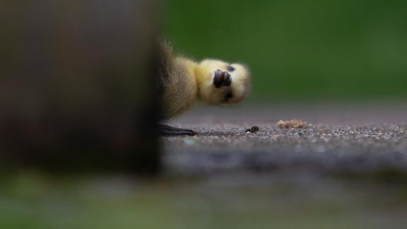 Park Recreation | restaurant | 304 Main Ave, Bigfork, MN 56628, USA | 2187433689 OR +1 218-743-3689