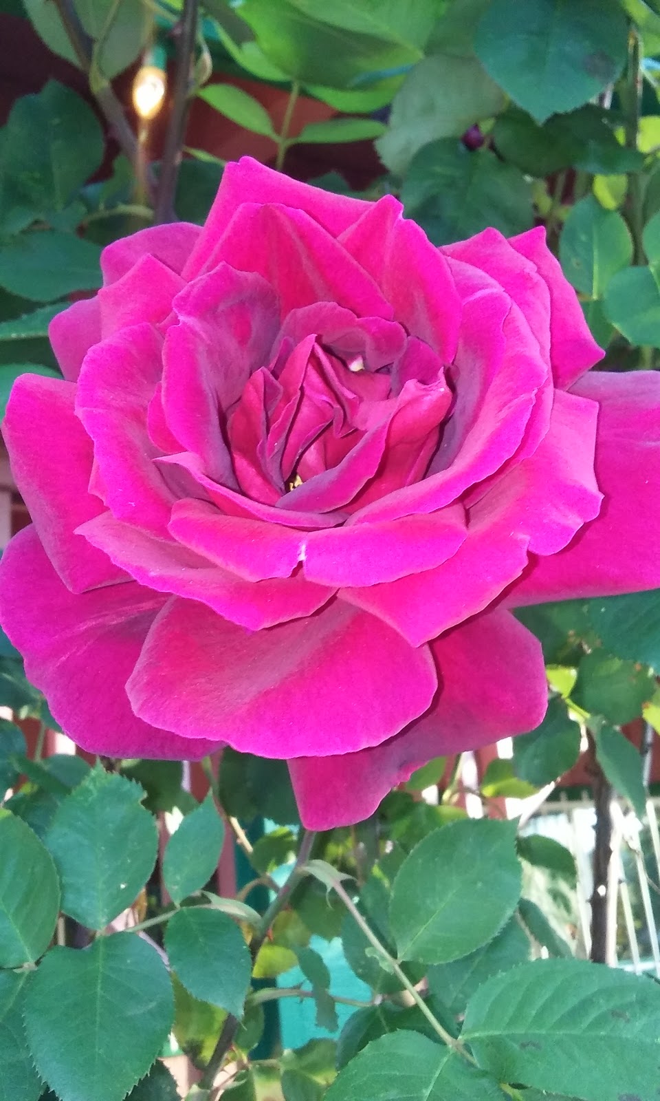 Pietros Italian Restaurant | restaurant | 355 Caves Hwy, Cave Junction, OR 97523, USA | 5415923228 OR +1 541-592-3228