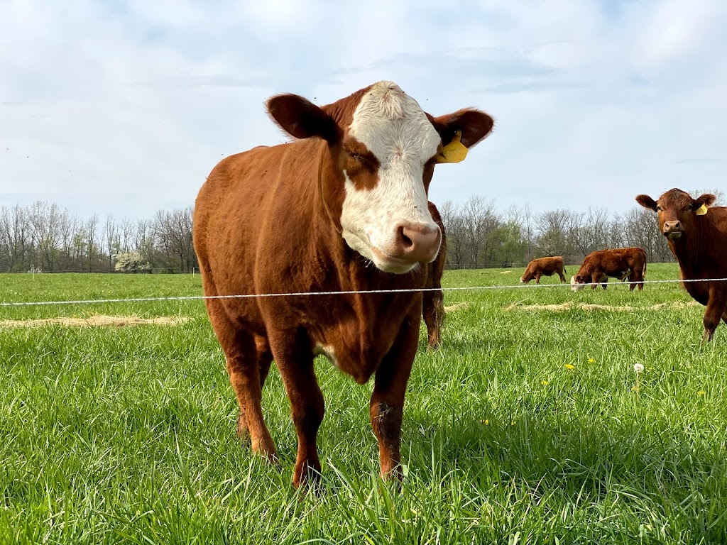 Tyner Pond Farm - Grass Fed Beef | restaurant | 90 West McClarnon This is our Farm Store in Town Call For Directions to Farm, Greenfield, IN 46140, USA | 3174777940 OR +1 317-477-7940