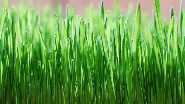 Juicys Wellness Cafe | cafe | 110 E Main St, McMinnville, TN 37110, USA | 9314742233 OR +1 931-474-2233