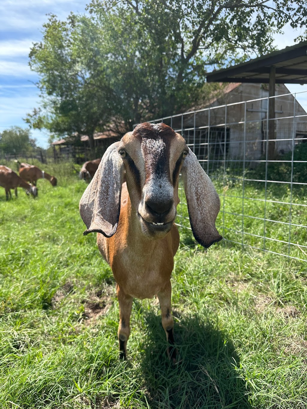 The Beer Garden at Blue Heron Farm | restaurant | 29625 Bunting Rd, Waller, TX 77484, USA | 7134780799 OR +1 713-478-0799