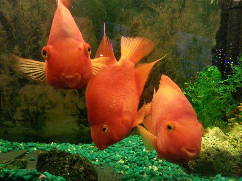 newocean restaurant | restaurant | 7179 Thornton Ave, Newark, CA 94560, USA | 5107959798 OR +1 510-795-9798