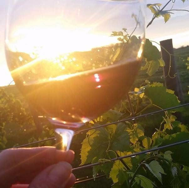 Danenberger Family Vineyards | restaurant | 12341 Irish Rd, New Berlin, IL 62670, USA | 2174886321 OR +1 217-488-6321