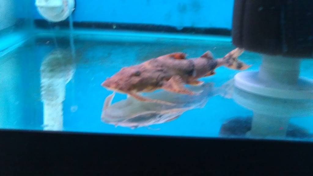 Little Caesars Pizza | meal takeaway | 21019 Farmington Rd, Farmington Hills, MI 48336, USA | 2484745353 OR +1 248-474-5353