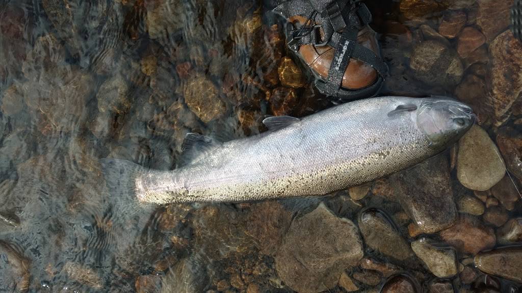 Salmon River Outfitters | restaurant | 44 Bridge St, Altmar, NY 13302, USA | 3152985442 OR +1 315-298-5442