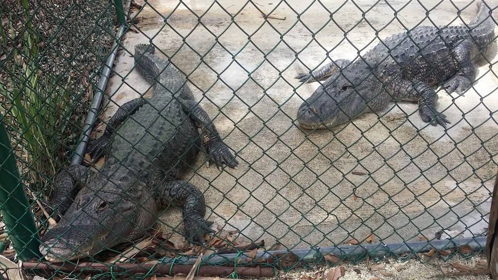 Gator Park | restaurant | 24050 SW 8th St, Miami, FL 33194, USA | 3055592255 OR +1 305-559-2255