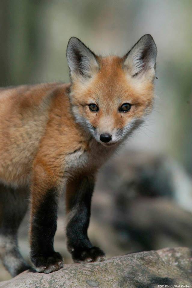 TPC Prestancia | restaurant | 4409 Tournament Players Club Dr, Sarasota, FL 34238, USA | 9419222800 OR +1 941-922-2800