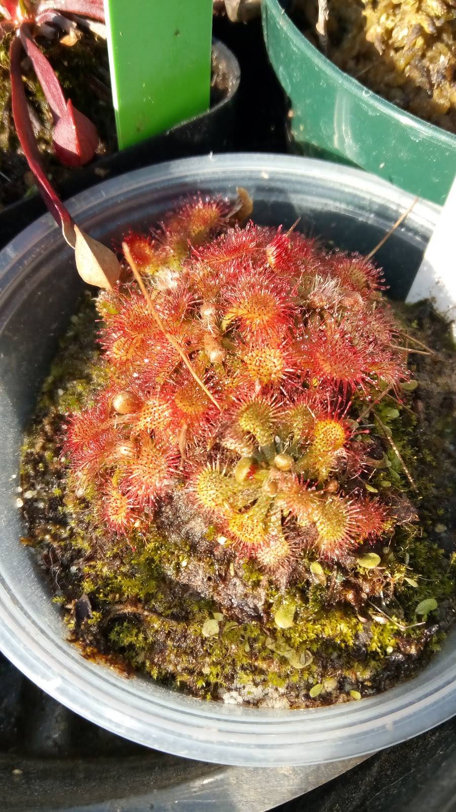 Jack in the Box | restaurant | 7503 E Slauson Ave, Commerce, CA 90040, USA | 3238902945 OR +1 323-890-2945