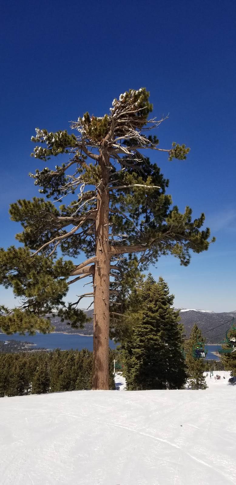 Hog on the Rocks | restaurant | 880 Summit Blvd #2110, Big Bear Lake, CA 92315, USA | 9098665766 OR +1 909-866-5766