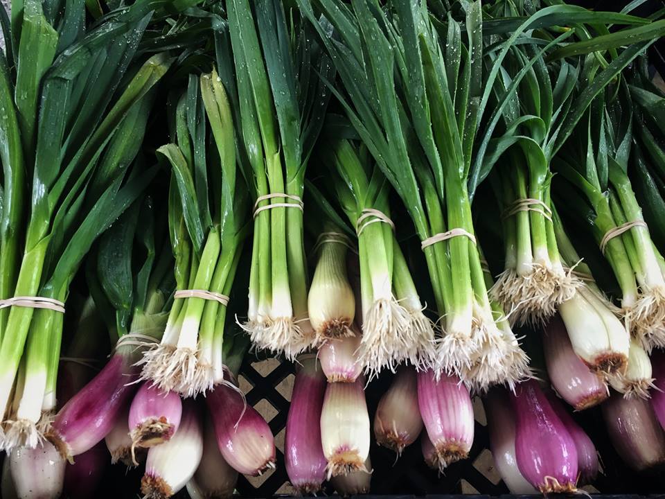 Lila | restaurant | 1576 Main St, Sarasota, FL 34236, USA | 9412961042 OR +1 941-296-1042