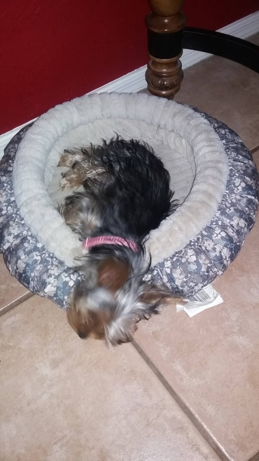 Dominos Pizza | meal delivery | 1402 W St Mary’s Rd, Tucson, AZ 85745, USA | 5208841400 OR +1 520-884-1400