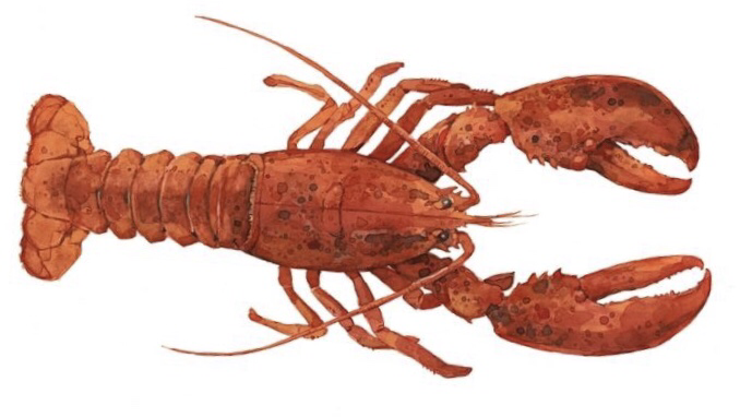 Princeton Seafood Boil | restaurant | 238 Nassau St, Princeton, NJ 08542, United States | 6099212388 OR +1 609-921-2388