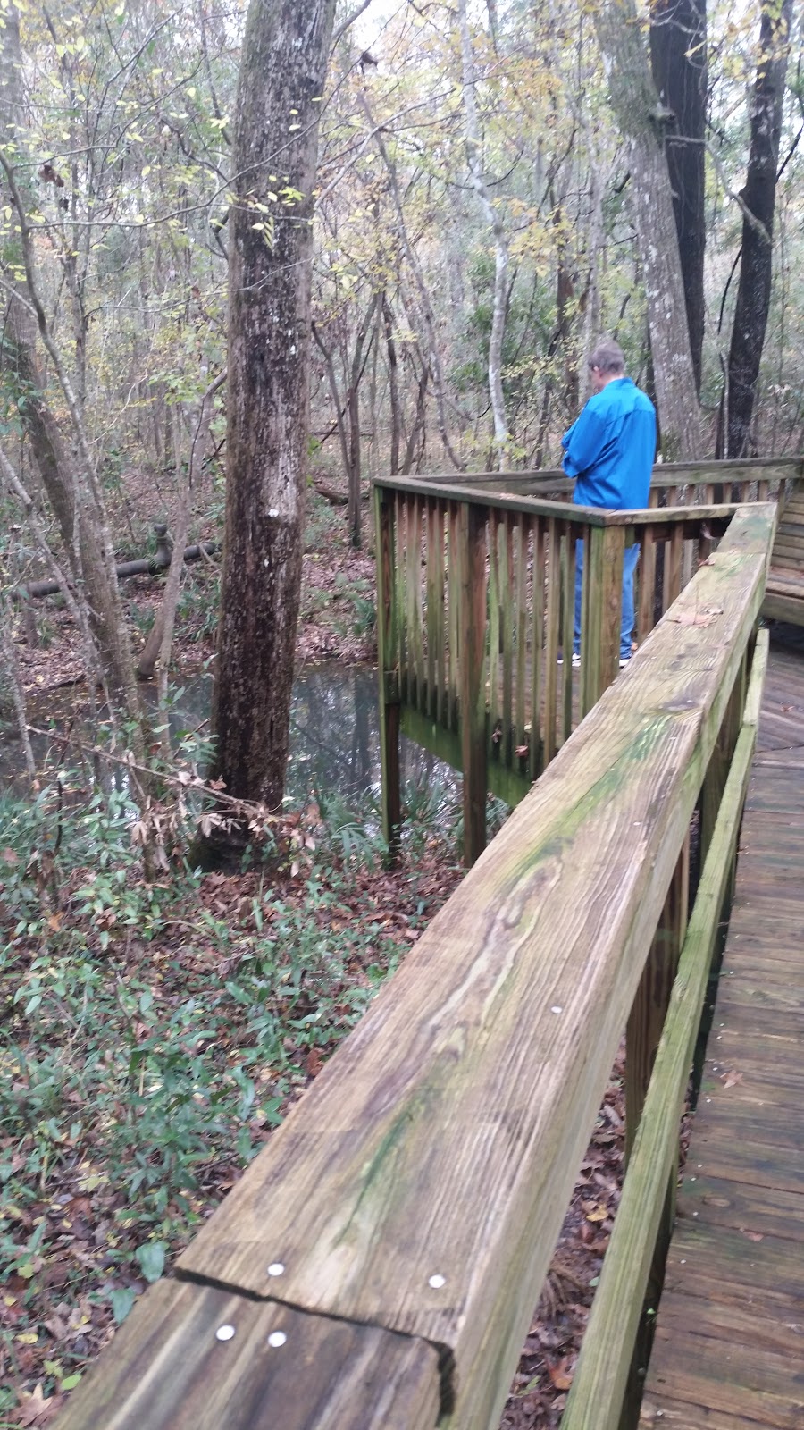 The Edward Ball Dining Room@ Wakulla Springs | restaurant | 465 Wakulla Park Dr, Crawfordville, FL 32327, USA | 8504212000 OR +1 850-421-2000