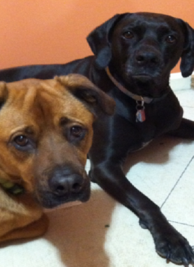 Muzzys II | restaurant | 408 2nd Street - Heidelberg, Carnegie, PA 15106, USA | 4122762331 OR +1 412-276-2331