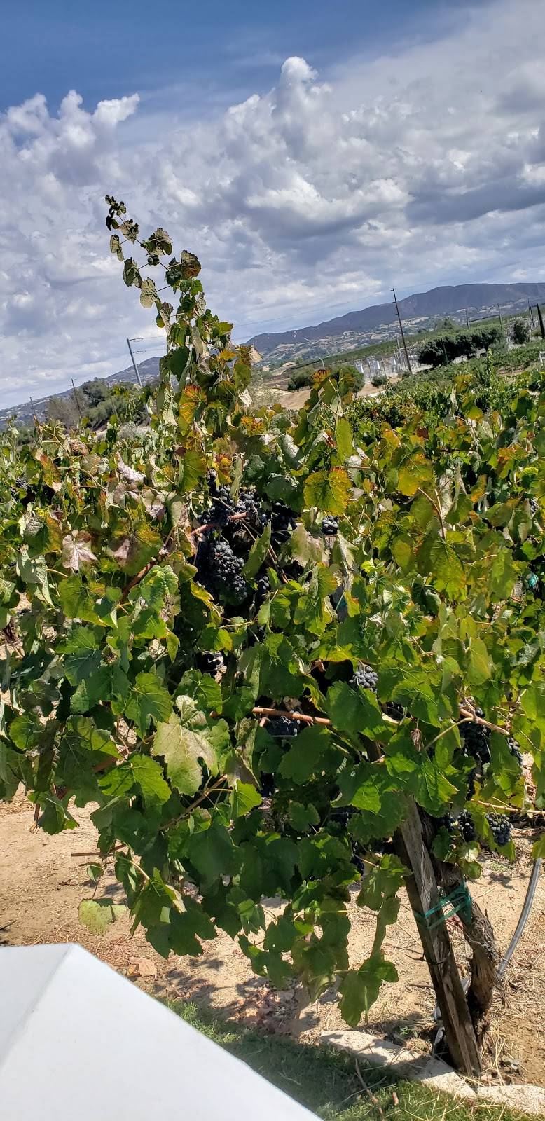 Monte De Oro | restaurant | 35820 Rancho California Rd, Temecula, CA 92591, USA | 9514916551 OR +1 951-491-6551