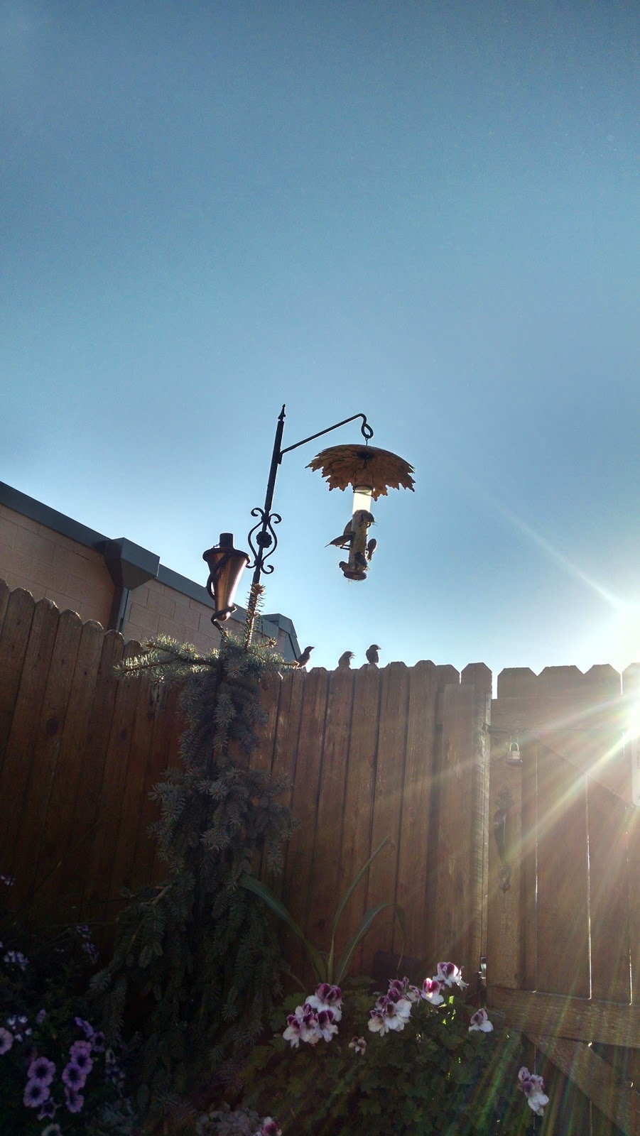 Caddy Shack | restaurant | 4856 Galley Rd, Colorado Springs, CO 80915, USA | 7195967256 OR +1 719-596-7256