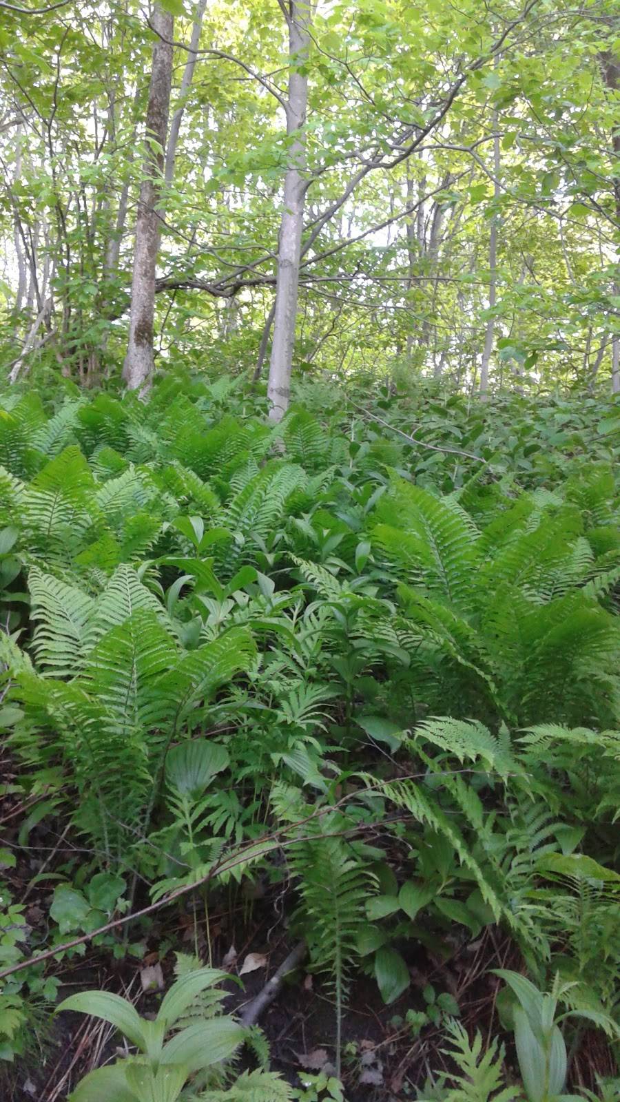 Complexe Sportif Multidisciplinaire de LAncienne-Lorette | restaurant | 1311 Rue des Loisirs E, LAncienne-Lorette, QC G2E 0A5, Canada | 4188773000 OR +1 418-877-3000