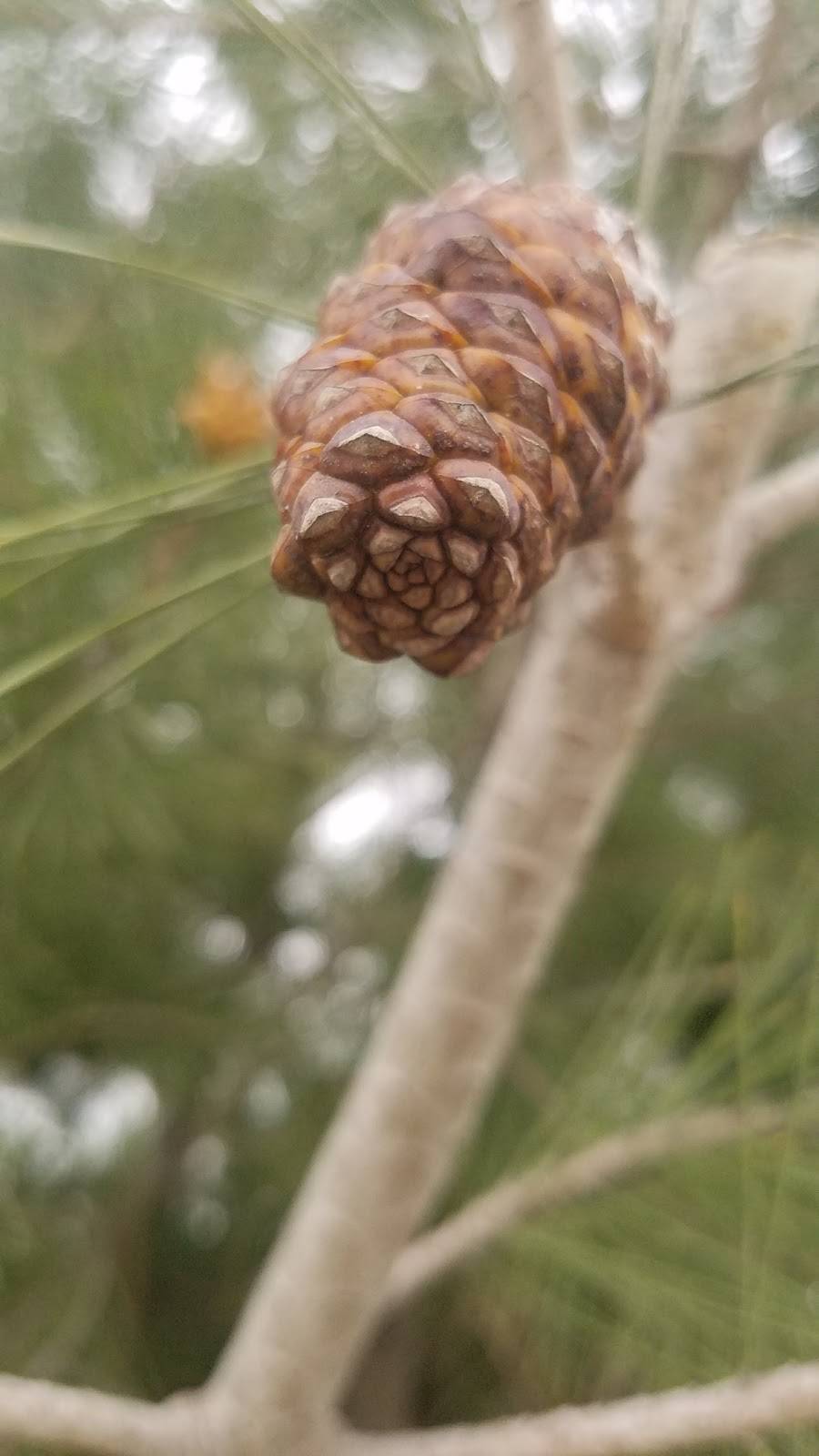 Carls Jr. | restaurant | 8875 Glenoaks Blvd, Sun Valley, CA 91352, USA | 8187689227 OR +1 818-768-9227