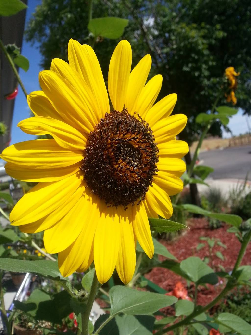 Sonic Drive-In | restaurant | 11237 E Arapahoe Pl, Centennial, CO 80112, USA | 3037900629 OR +1 303-790-0629