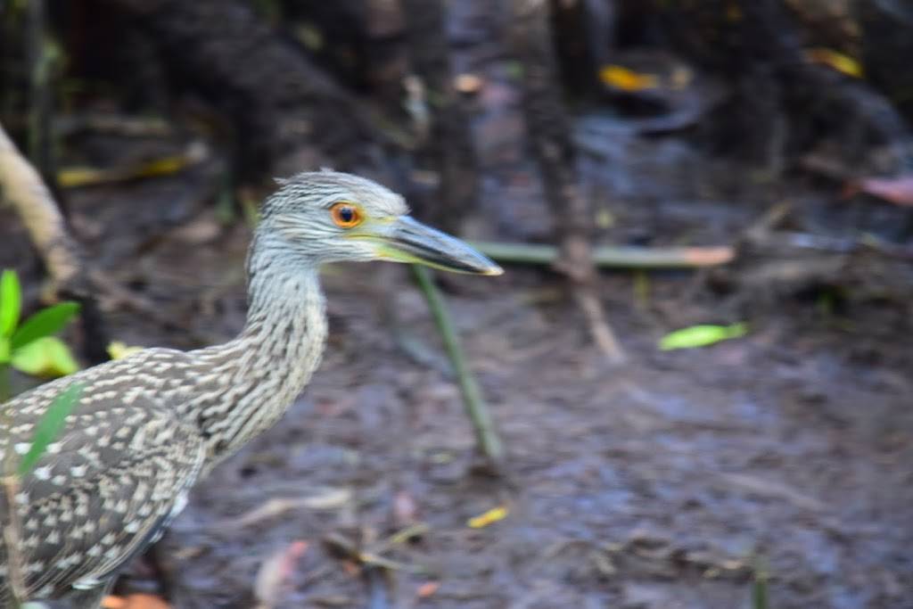 Subway | restaurant | 2496 Palm Ridge Rd, Sanibel, FL 33957, USA | 2394721255 OR +1 239-472-1255