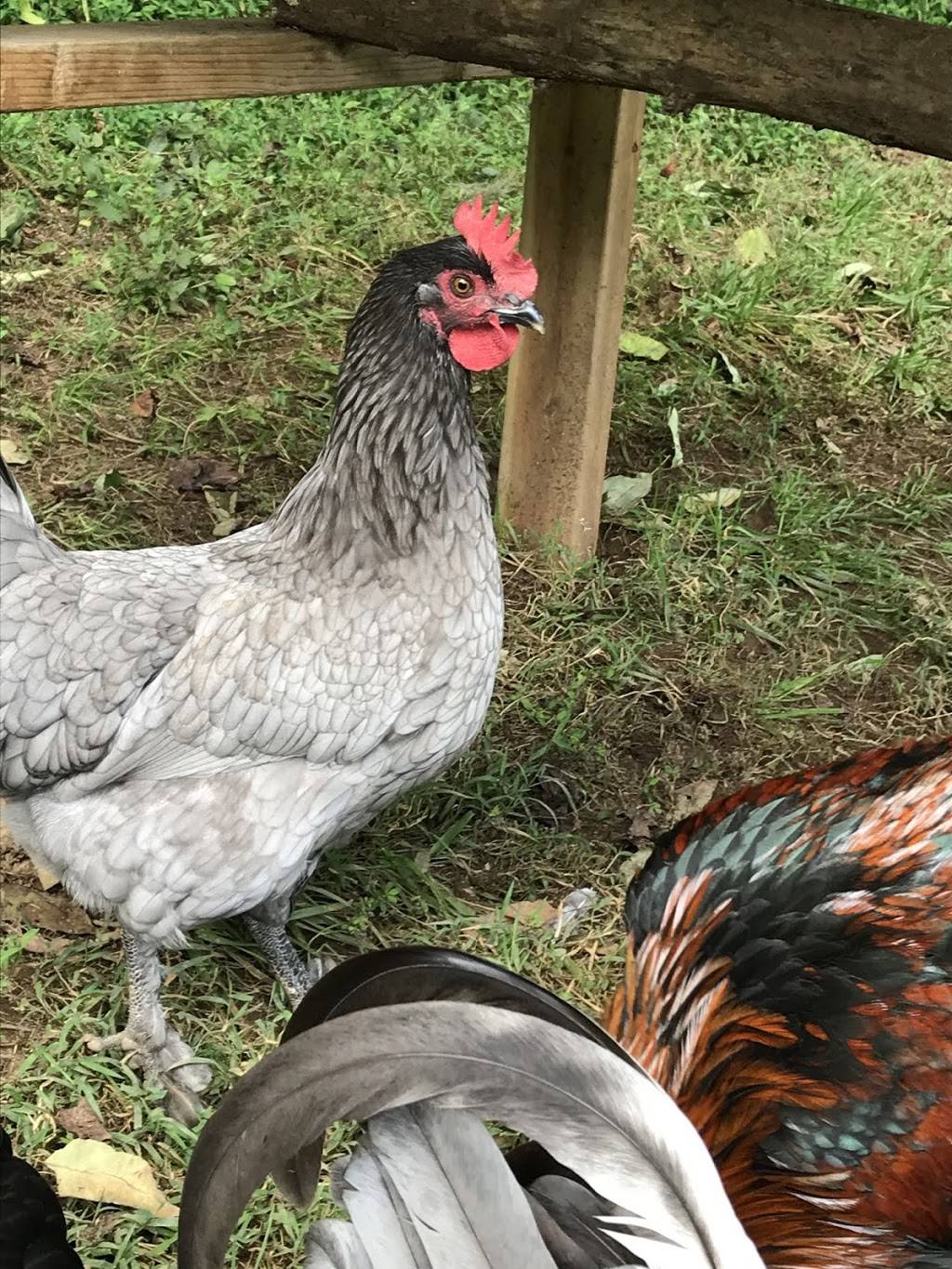 Alchemist Farm | restaurant | 3244 Gravenstein Hwy N, Sebastopol, CA 95472, USA | 7073362202 OR +1 707-336-2202