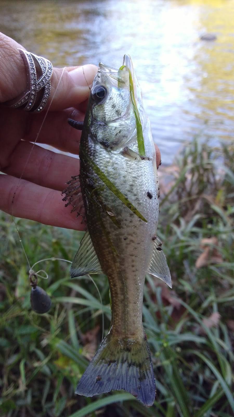 Ocoee River Cafe | restaurant | 205 Ocoee St, Copperhill, TN 37317, USA | 4234963714 OR +1 423-496-3714