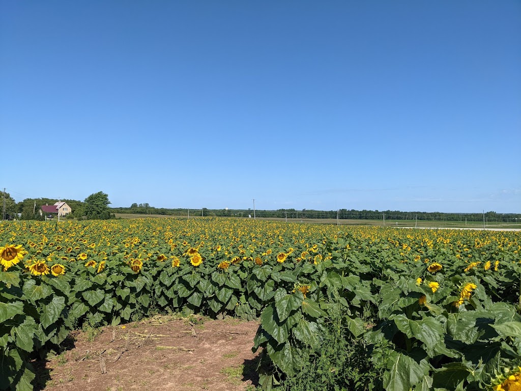 Homestead Kitchen & Tap | restaurant | N7551 Co Rd D, Algoma, WI 54201, USA | 9204870105 OR +1 920-487-0105