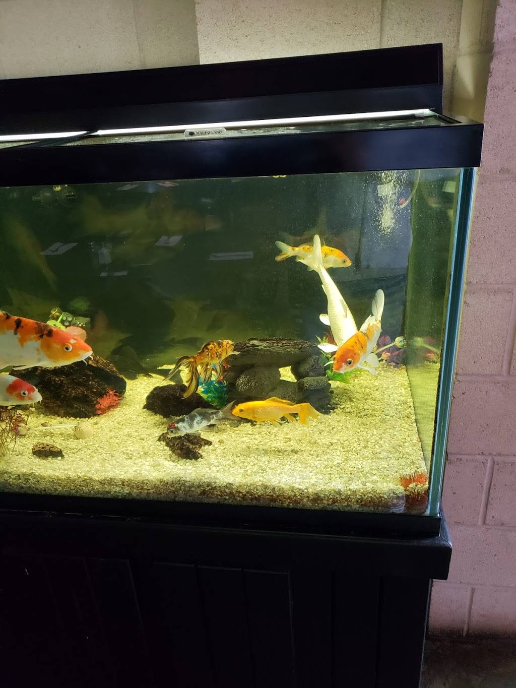 Hunan Manor | restaurant | 1147 N Tahoe Pl, Fayetteville, AR 72704, USA | 4795213883 OR +1 479-521-3883