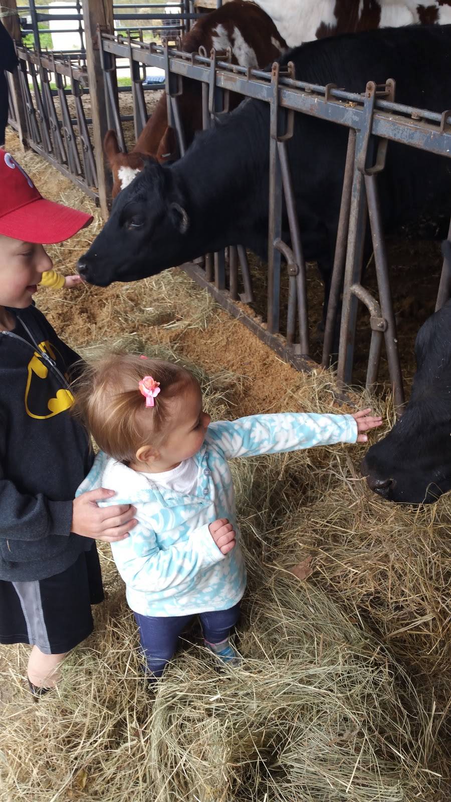 Schultz Farm and Barnside Cafe | cafe | 163 Maple Ave, Rutland, MA 01543, USA | 7742340405 OR +1 774-234-0405