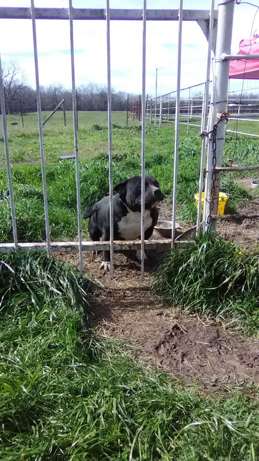 Found Penny Farm | restaurant | 5915 Co Rd 4710, Commerce, TX 75428, USA | 4693967267 OR +1 469-396-7267