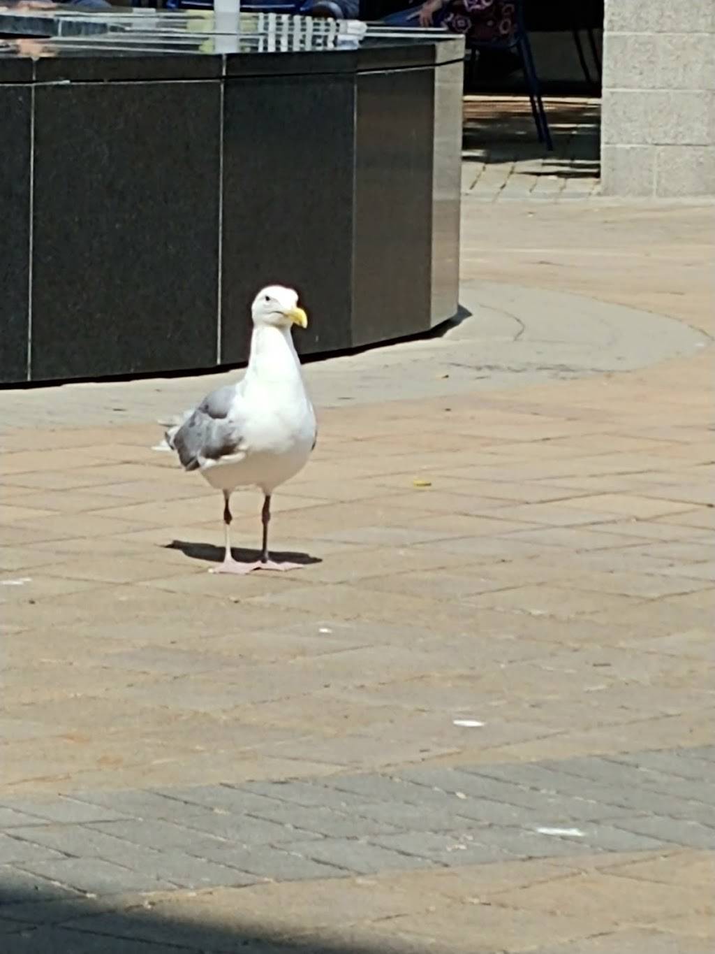 Fritz | European Fry House | restaurant | 435 Pacific Ave, Bremerton, WA 98337, USA | 3604791088 OR +1 360-479-1088