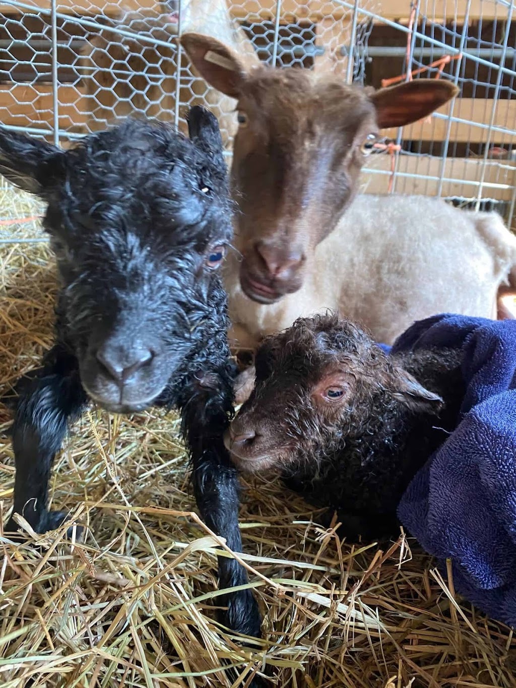 RambleBramble Farm | restaurant | 1340 Carse Rd, Huntington, VT 05462, USA | 8024342626 OR +1 802-434-2626