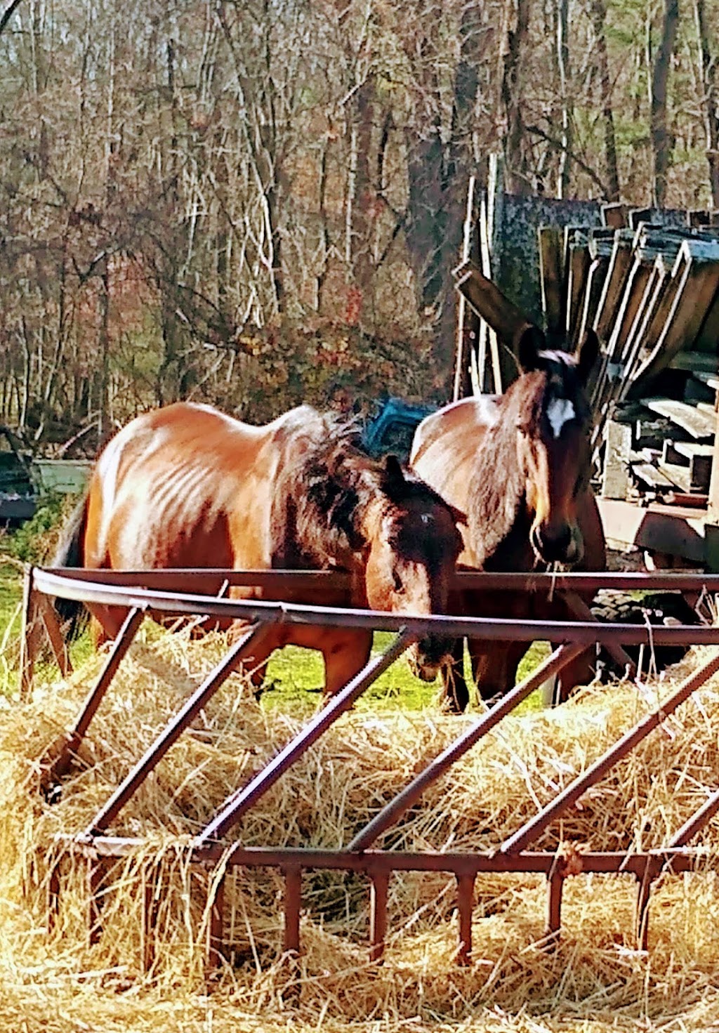 Bettencourt Dairy Farm | restaurant | 100 Simmons St, Rehoboth, MA 02769, USA | 5082525464 OR +1 508-252-5464