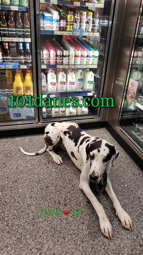 Wawa | cafe | 7500 Midlothian Turnpike, Richmond, VA 23225, USA | 8046754880 OR +1 804-675-4880