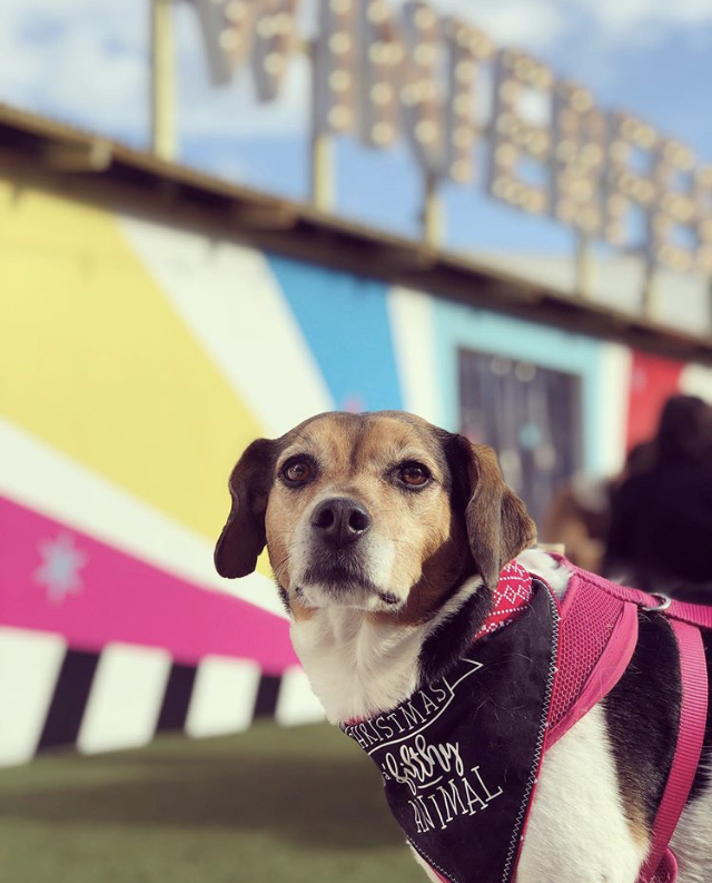 La Buena Empanada | restaurant | 1101 First St NE, Washington, DC 20002, USA | 4255228362 OR +1 425-522-8362