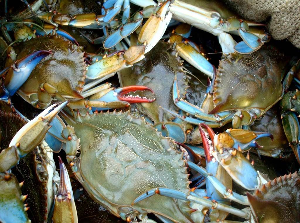 Masterbaiters Bait, Tackle, Live/Steamed Crabs | restaurant | 775 S Dupont Hwy, New Castle, DE 19720, USA | 3028342248 OR +1 302-834-2248