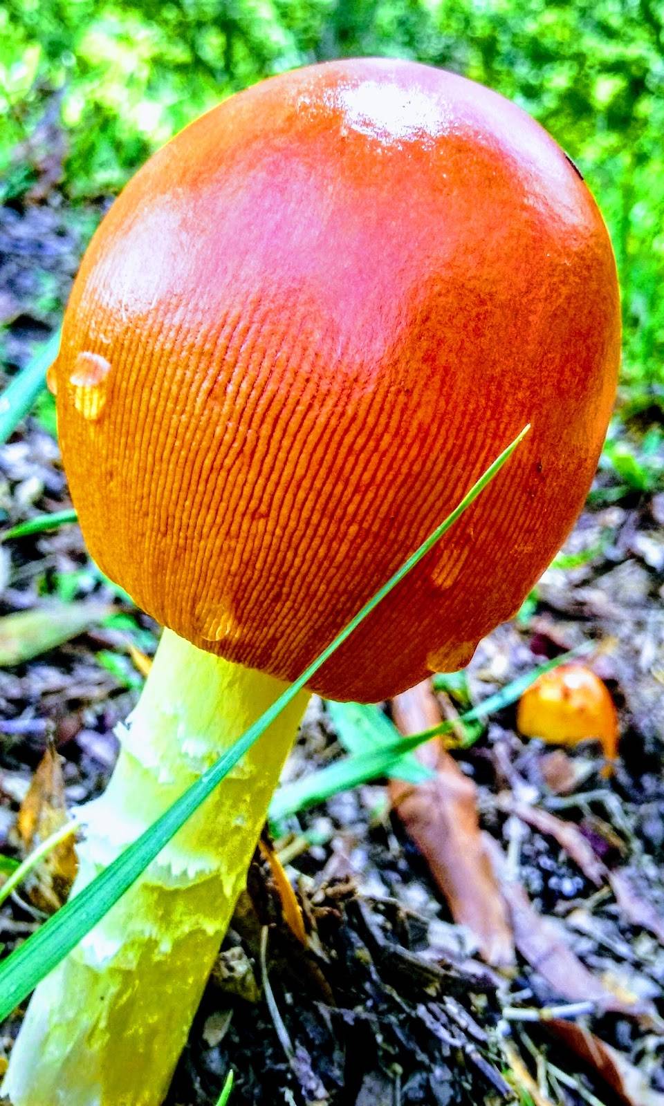 Cane Creek Grill | restaurant | 2247 Galloway Gate Rd, Anniston, AL 36205, USA | 2568209315 OR +1 256-820-9315