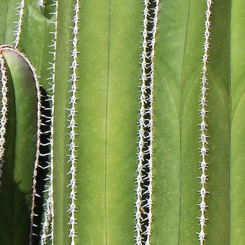 Pocha LA | restaurant | 6101 York Blvd, Los Angeles, CA 90042, USA | 3237390533 OR +1 323-739-0533