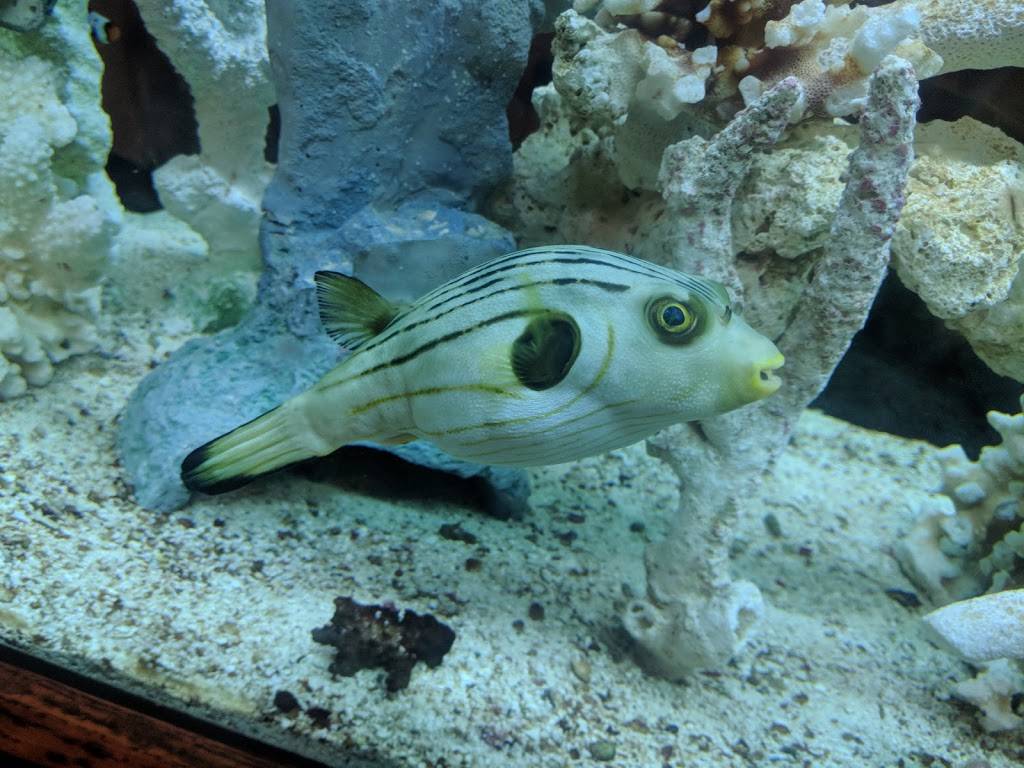 SoHo Restaurants | restaurant | 811 S Howard Ave, Tampa, FL 33606, USA | 8132585893 OR +1 813-258-5893