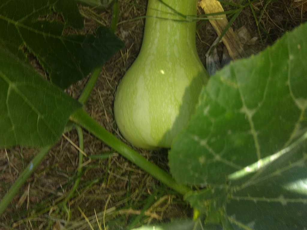 Jyothi Foods | restaurant | 380 S Main St, Milpitas, CA 95035, USA | 6692657230 OR +1 669-265-7230