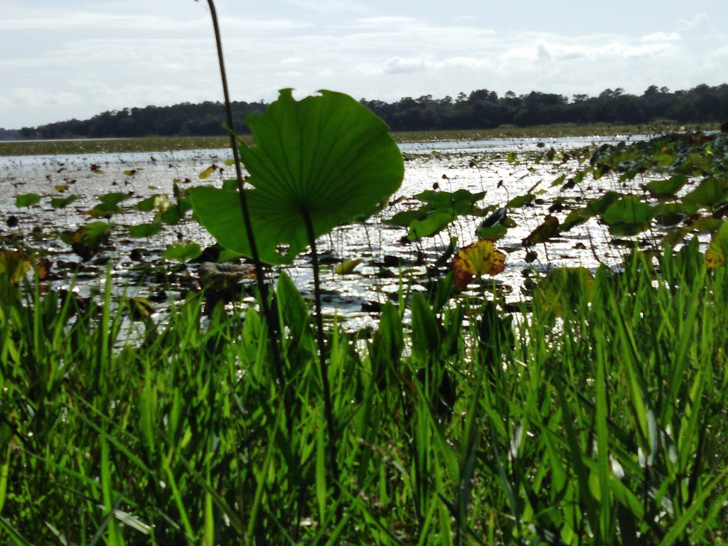 Fish Camp at Lake Iamonia | restaurant | 12062 Waterfront Dr, Tallahassee, FL 32312, USA | 8502287115 OR +1 850-228-7115