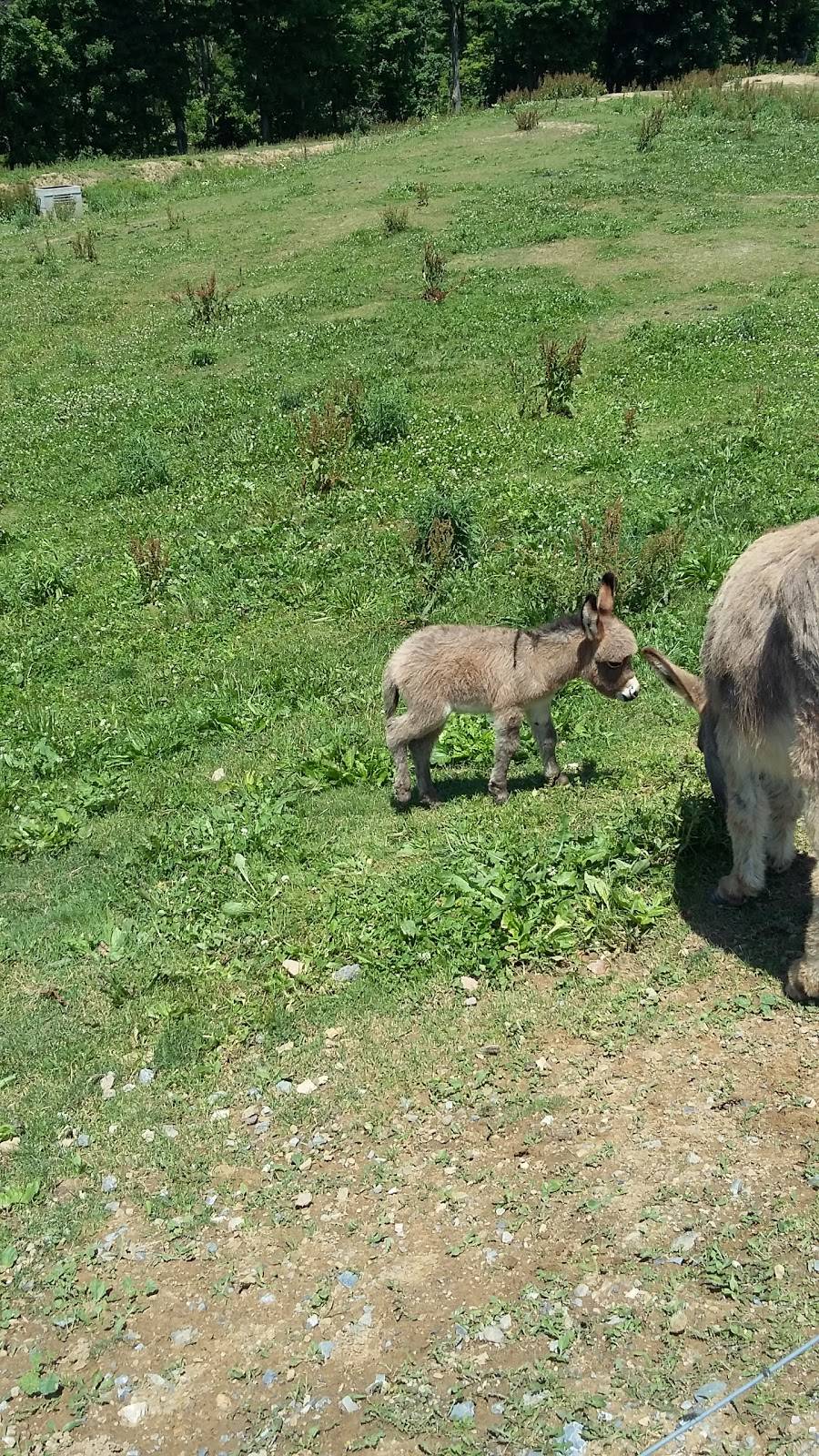 The Wetlands Restaurant and Lounge | restaurant | 319 Pine Meadow Rd, Lebanon, PA 17046, USA | 7178654995 OR +1 717-865-4995