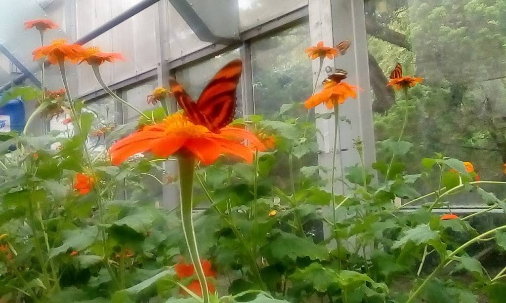 Samanthas Restaurant | restaurant | 631 University Blvd E, Silver Spring, MD 20901, USA | 3014457300 OR +1 301-445-7300