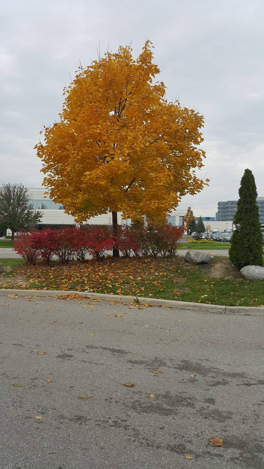 Subway | restaurant | 2325 Matheson Blvd E #2, Mississauga, ON L4W 5B3, Canada | 9056248822 OR +1 905-624-8822