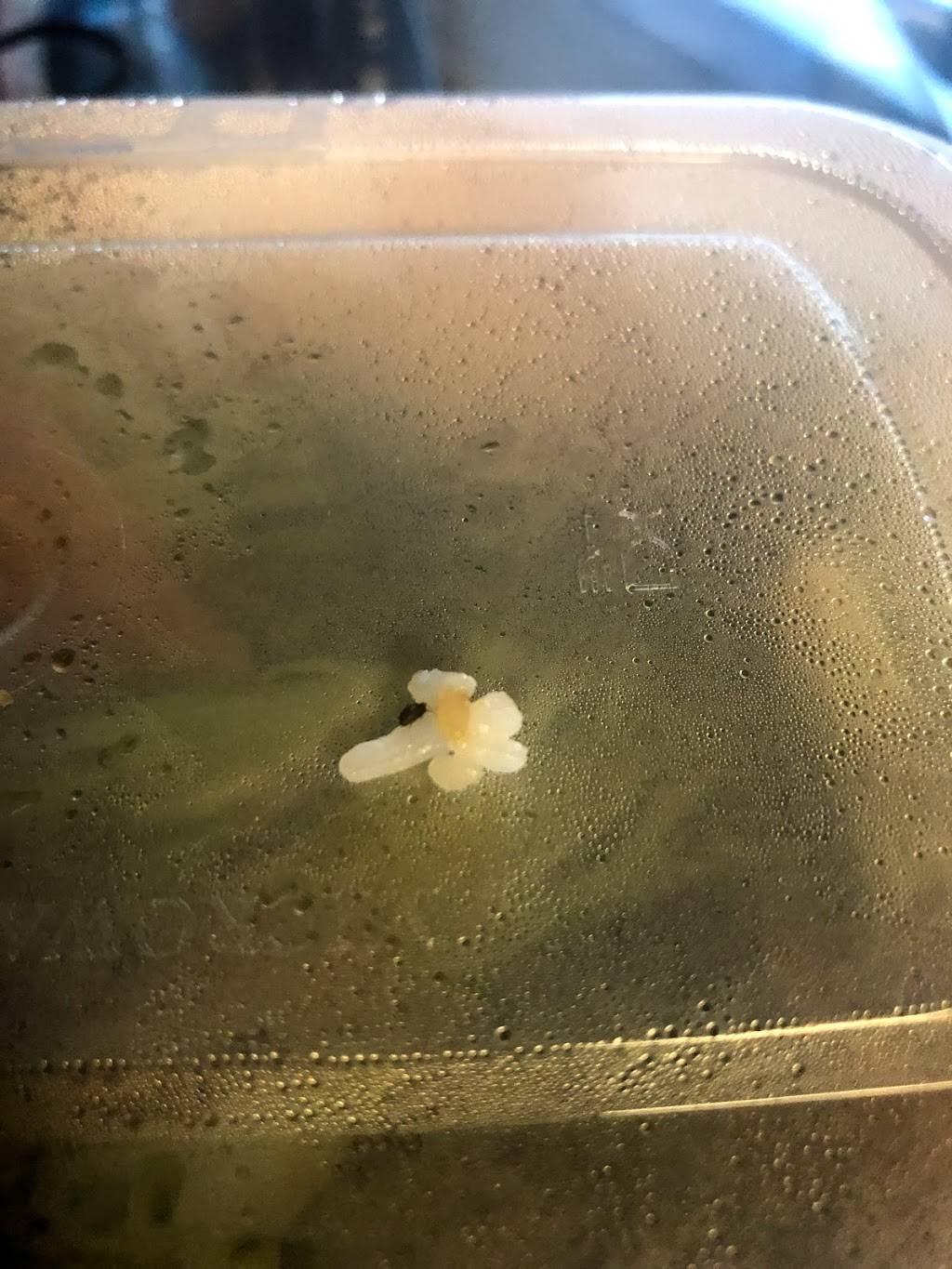 Great Wall Restaurant | meal takeaway | 2330 Watt St, Schenectady, NY 12304, USA | 5183770853 OR +1 518-377-0853